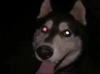 Husky EXE