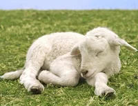 Lil lamb