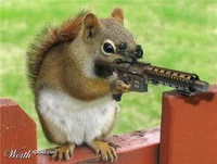 Gun squirrel