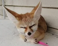 You are fennec fox