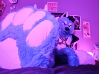 Starfly wolf Fursuit
