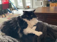 Cat secretly furry