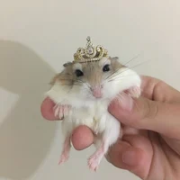 King Hamster
