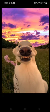 Mans Best Friend Dog