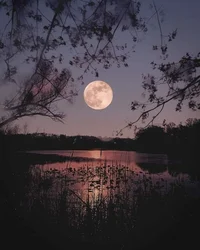 Moonlight and harper