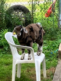 Solangelo as Parents