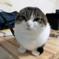 fish cat