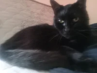 Blackie the Cat