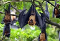 Flying Fox