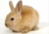 Conejito Color Beige