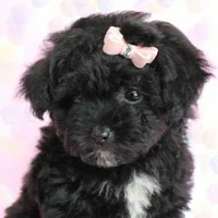 Milo