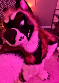 Slate Akita Fursuit 