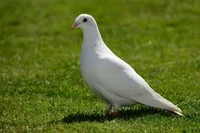 Dove