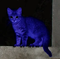 TsugunohiTheCatGhost