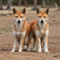 Dingo pack survival
