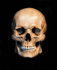 Skull