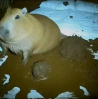 Capybara