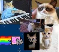 the group of the cat