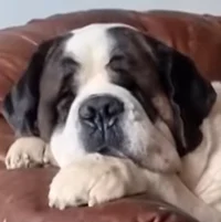 St Bernard