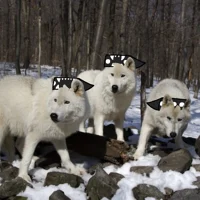 The Therapy Wolfs