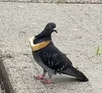 Pigeon Mafia
