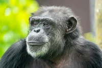 Chimpanzee