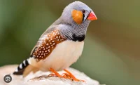 Zebra Finch