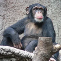 David The Chimpanzee