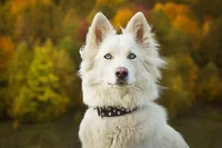 Yakutian laika dog