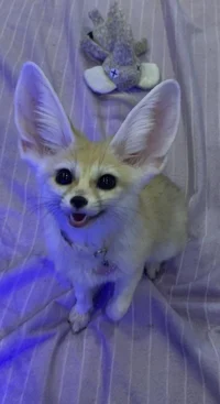 Five nights in fenne