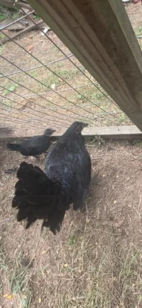 Raven the hen 