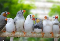 A group of birds