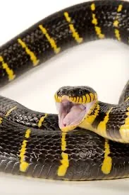 Satan in snake form 