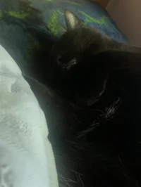 A Semi Fat Black Cat