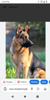 German shepherd 
