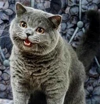 ChezBurger cat