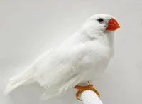 Zebra finch female