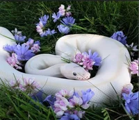 Your pet white snake