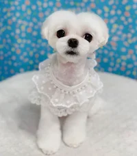 Family Gc- Sanegiyuu