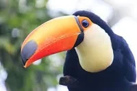 Toucan