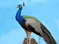 Peacock 