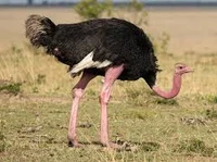 Ostrich
