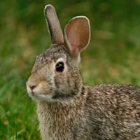 Cottontail Rabbit