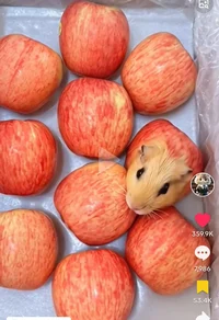 Apple Hamsters