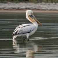 Pelican