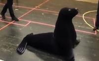 Seal Costume 