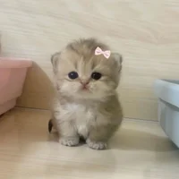 baby cat