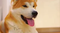 Akita