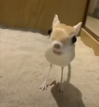 твой тушканчик