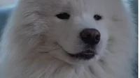 Samoyed